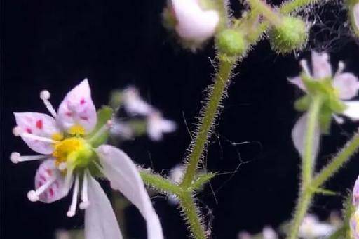 金丝荷叶花儿开_开花