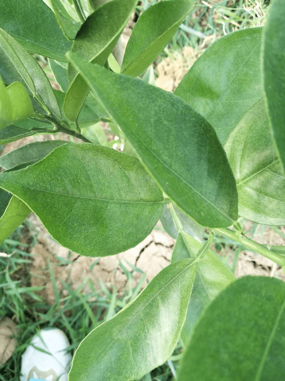 柑橘红蜘蛛防治(柑橘红蜘蛛防治指标是多少)