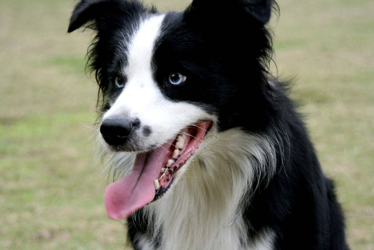 原创卡拉是条狗这部电影在抹黑中国它只是底层人民生活的一个缩影