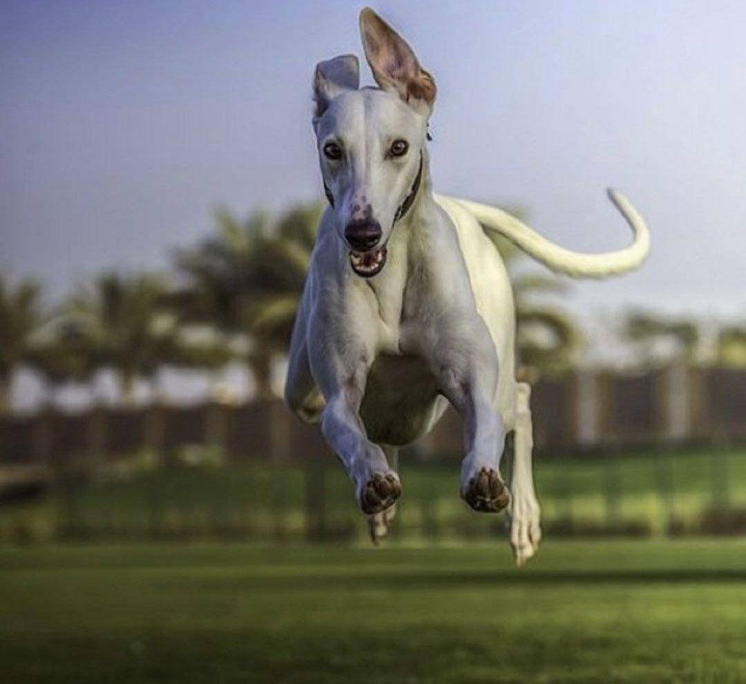 最帅王子豪车变鸟窝,车牌就要200万,高颜值高衣品被赞王室偶像_哈曼丹