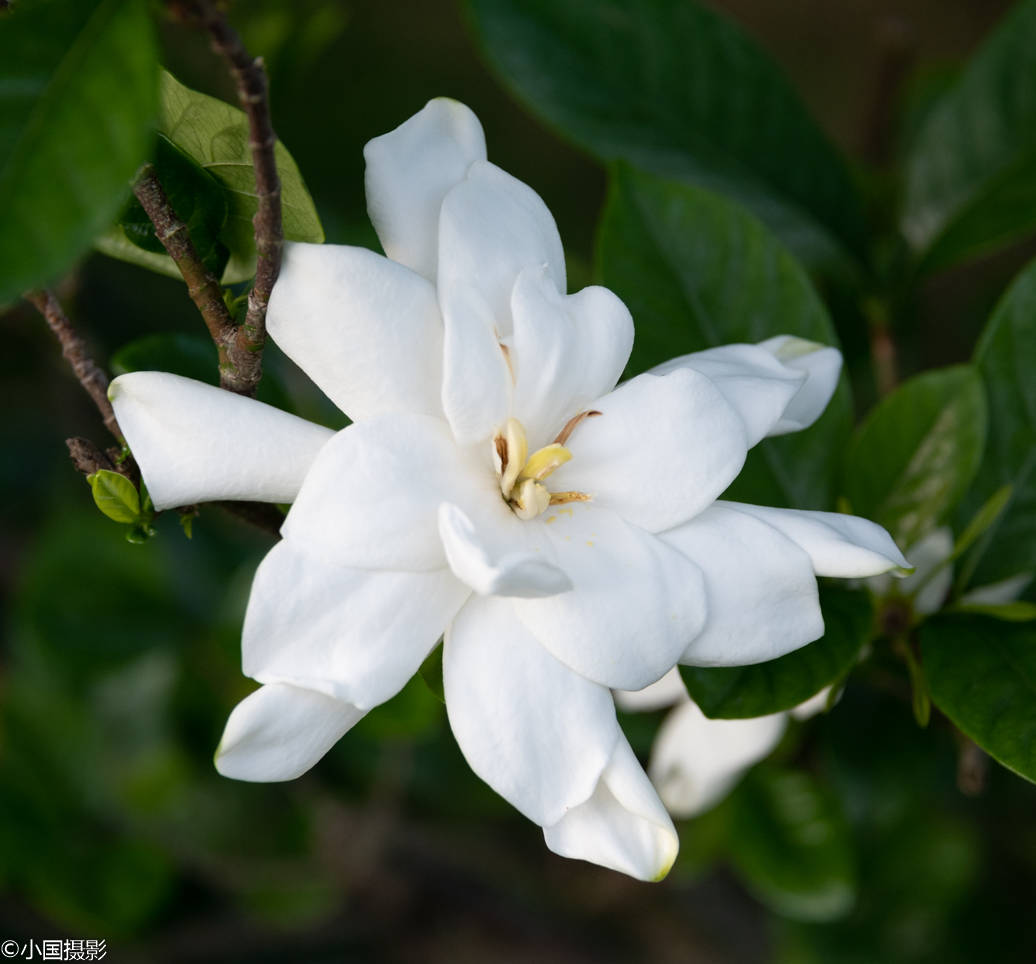花卉摄影栀子花纯白的花增加一档曝光补偿效果确实很棒