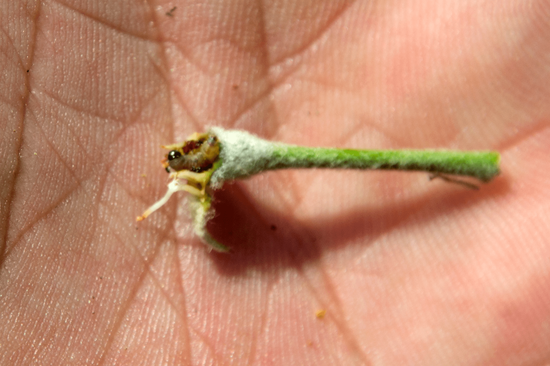 顶梢卷叶蛾,这幺蛾子咋又来危害苹果树?高温多雨也没能挡住它