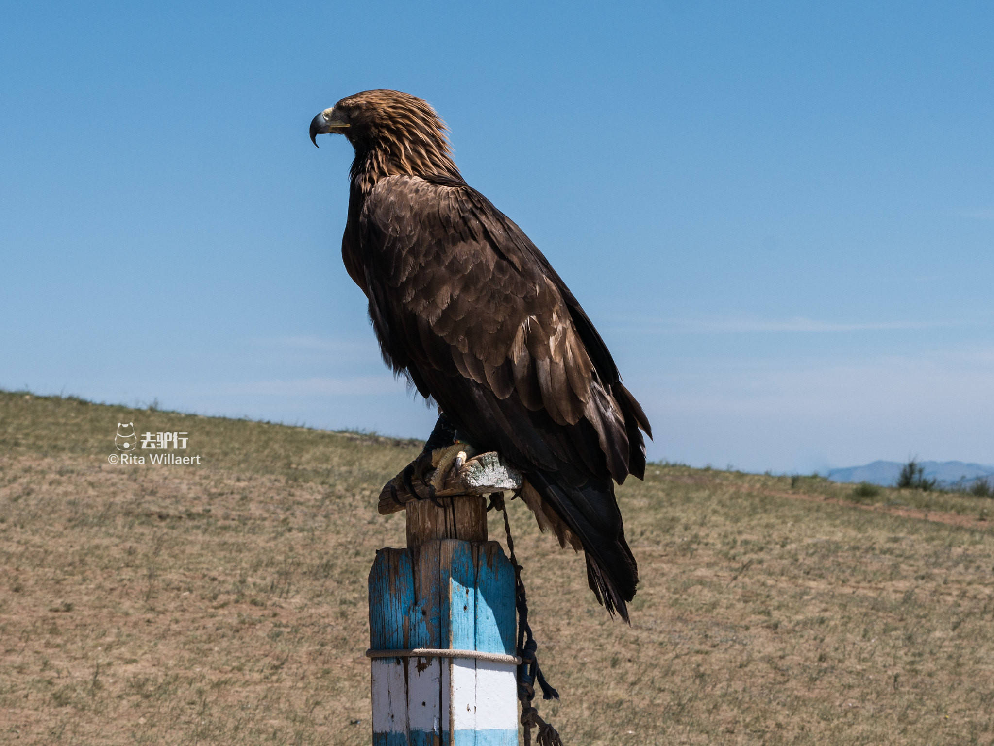 蒙古最古老的"职业":已有6千多年历史,目前面临消失