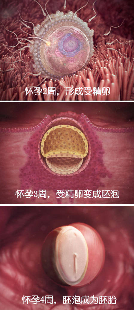 怀胎十月,胎儿是如何一点点“变身”的?不同月份胎儿发育情况-搜狐大视野-搜狐新闻