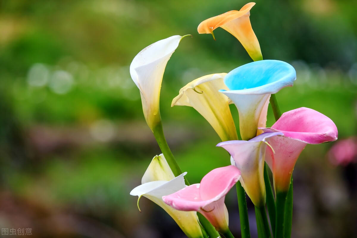 爱的花语之马蹄莲