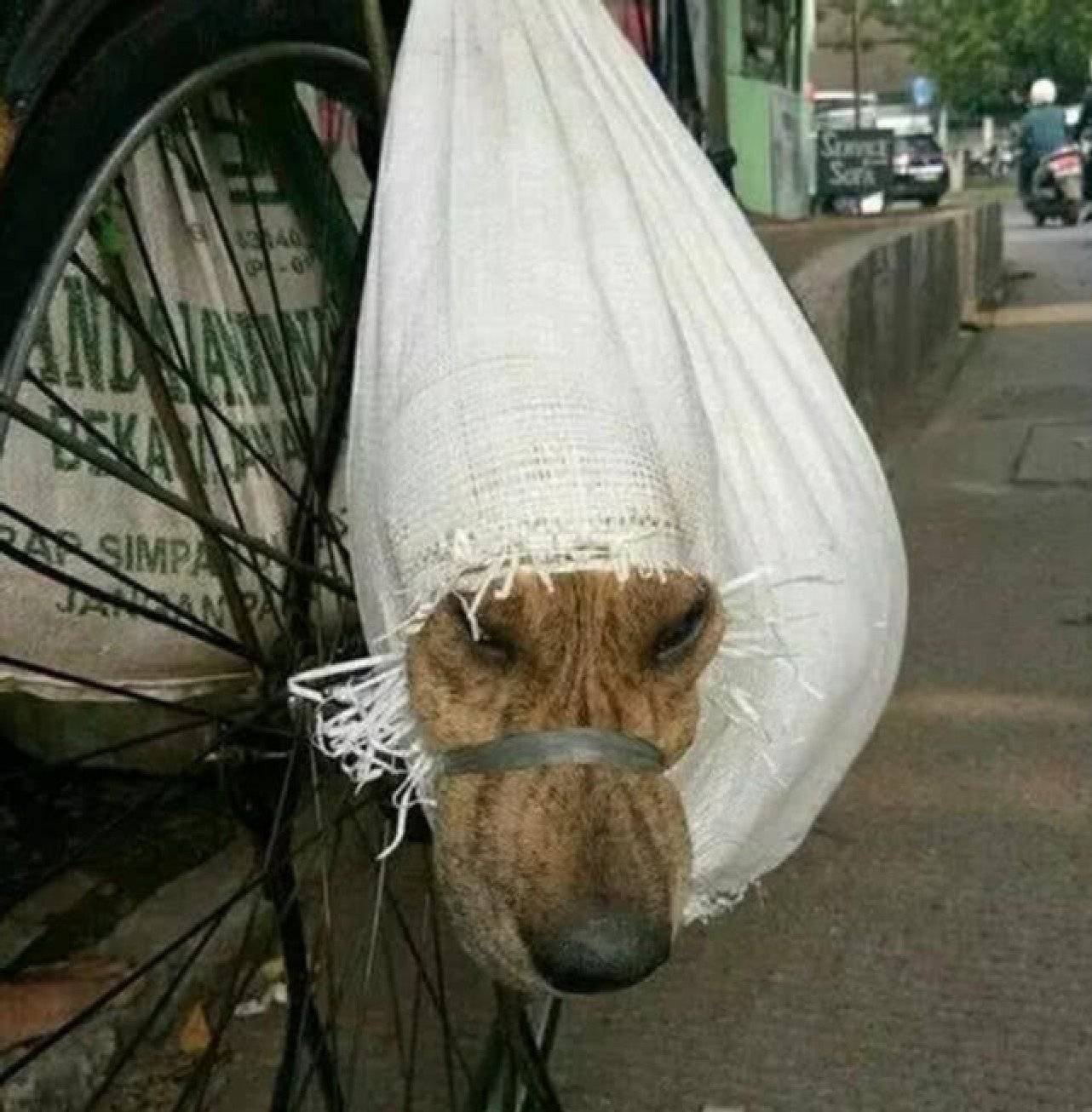 狗狗被装进麻袋里运输,男子得知去的目的地后,不惜花重金救狗