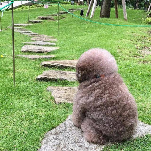 贵宾犬靠寂寞背影照爆红,网友爆笑:本以为是咖妃,原来是影后?