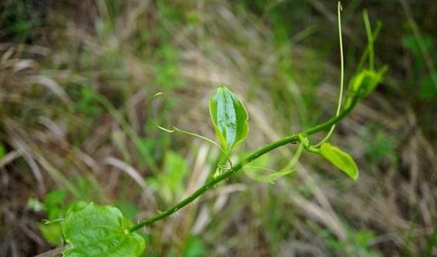它是农民喜爱的山珍,人称"千层塔",极为珍贵,遇到别挖根_野菜