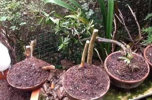 锯末养花草优点在哪里?扦插,制肥,缓苗,比营养土,园土好