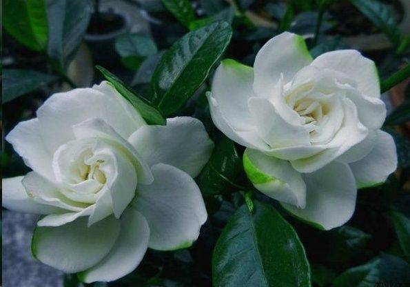 原创做好两点夏天养栀子花花越开越多