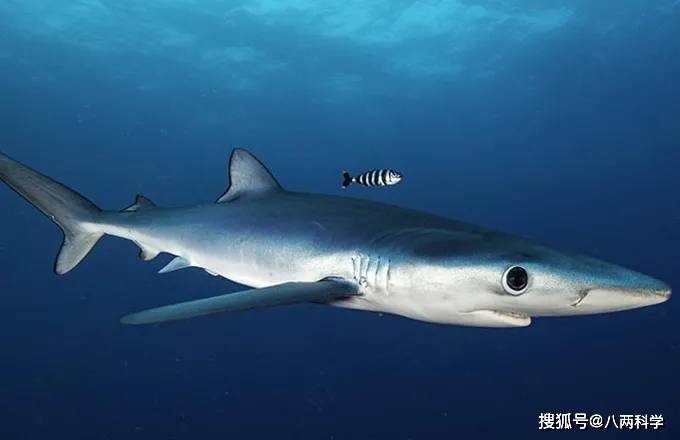史前深海霸主巨齿鲨,有人坚信未灭绝,只是躲在马里亚纳海沟!