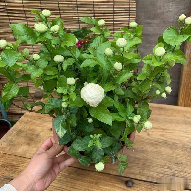 虎头茉莉修剪,这个细节要掌握,四季油绿,花开大如硬币