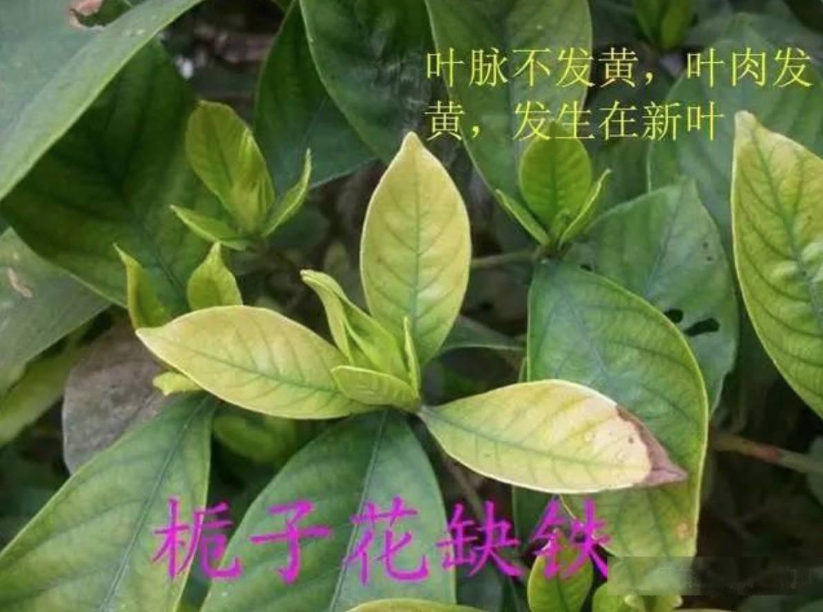 12种植物营养缺乏,看1片叶子就搞定,黄叶、斑点、焦边对症下药-搜狐大视野-搜狐新闻