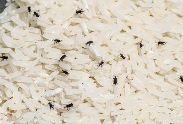 夏季大米易生"米虫",教你这3个方法,1个虫也不长,放一年不坏_手机搜狐