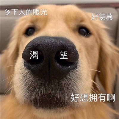 狗狗沙雕表情包