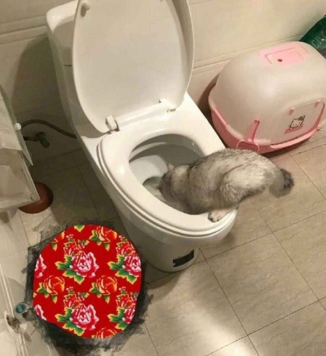 主人去上厕所,无意间看到猫咪蹲在马桶上,走近后却有点想吐