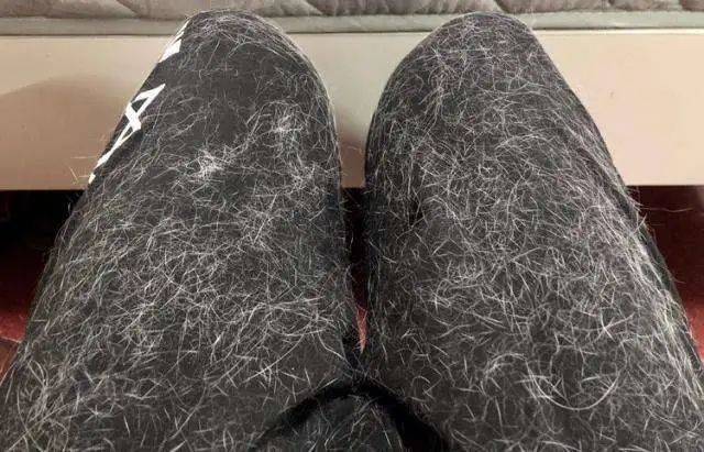 买了件黑衣服全世界都知道我养猫了