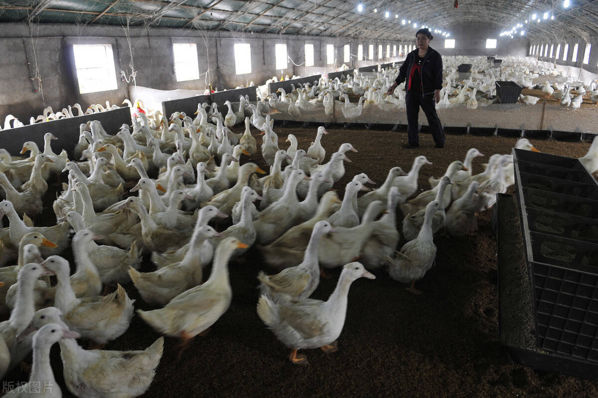 大棚養鴨應該注意的5個問題防疫消毒不能馬虎