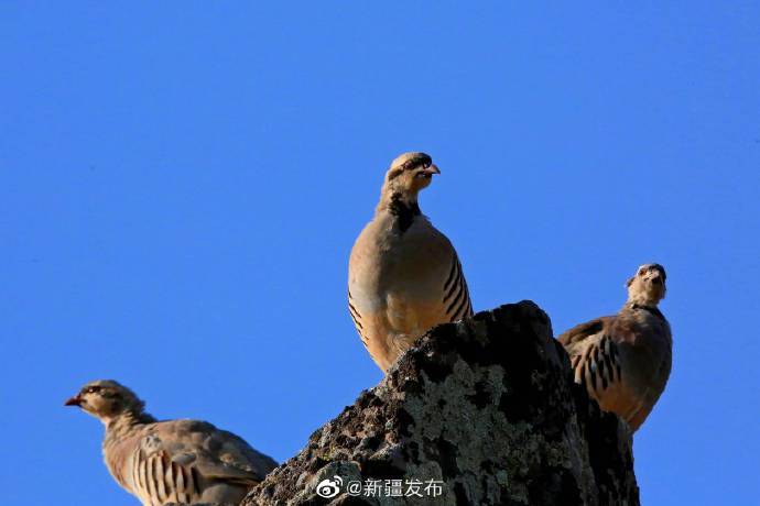 新疆石鸡图片