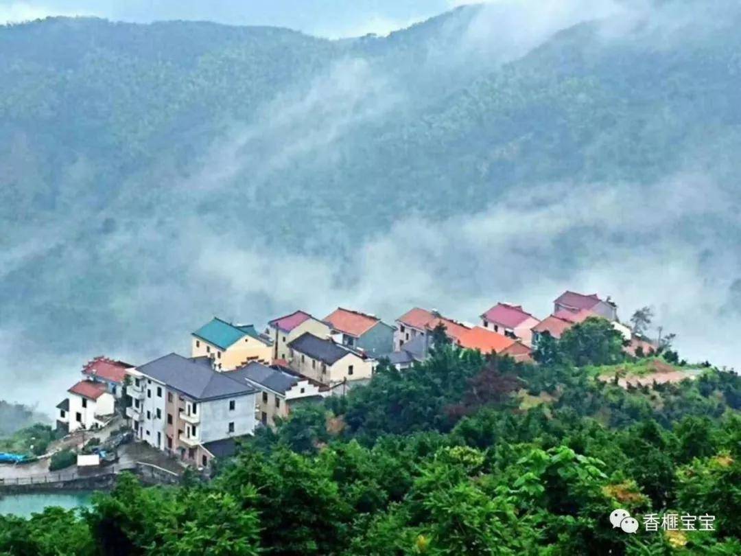 榧乡风景三千年茶花态如仙宣家山村醉游人