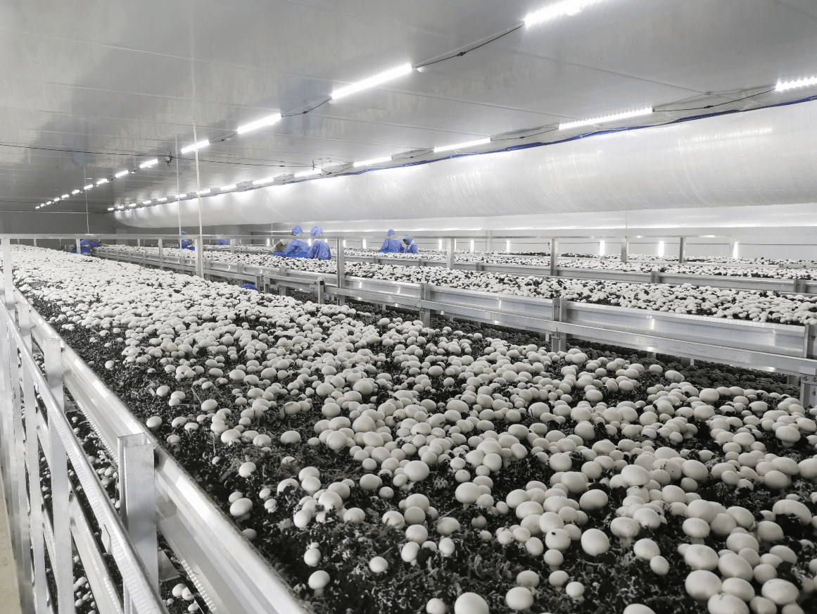 西部最大的双孢菇智能菇房迎来首次采摘