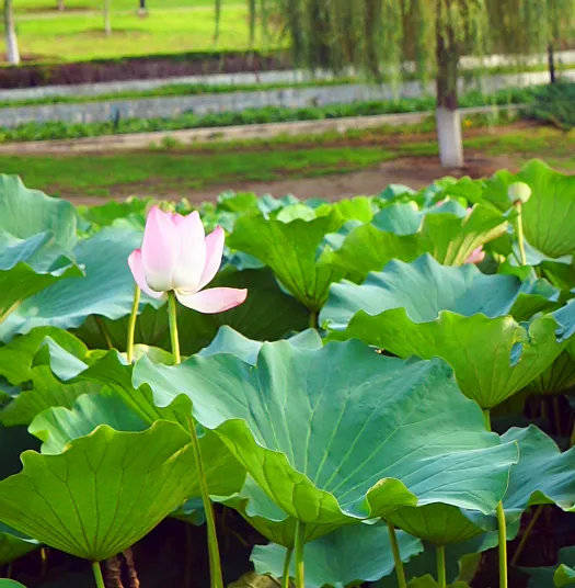 房山小西湖可野餐可垂钓可放风筝99的人还没去过