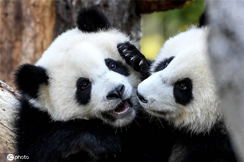德国动物园大熊猫双胞胎嬉戏打闹萌化人心