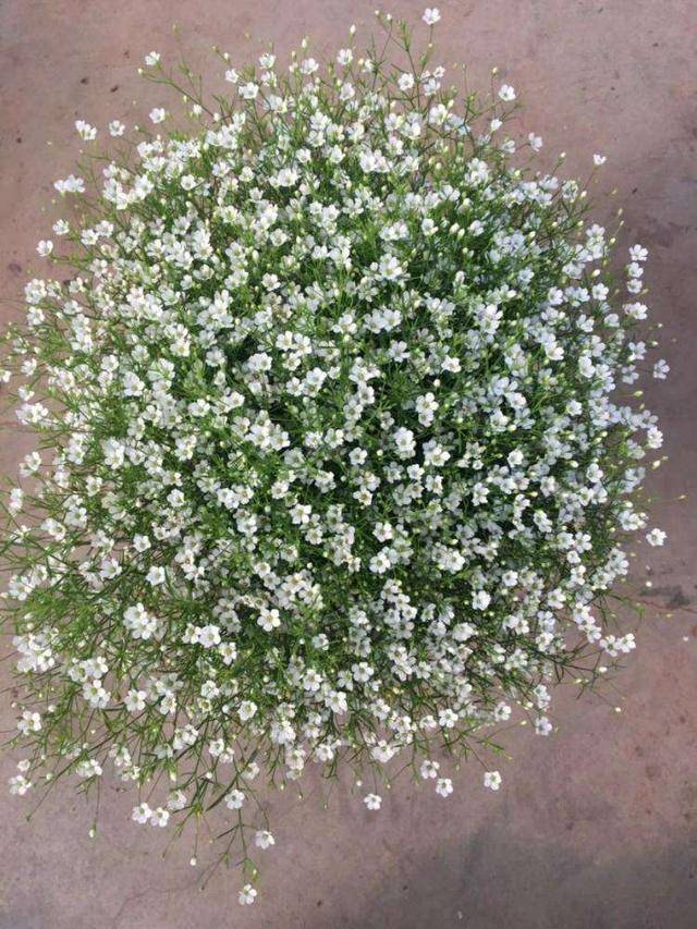 一颗种子开出满天星养护真省事少肥少水反而长得旺