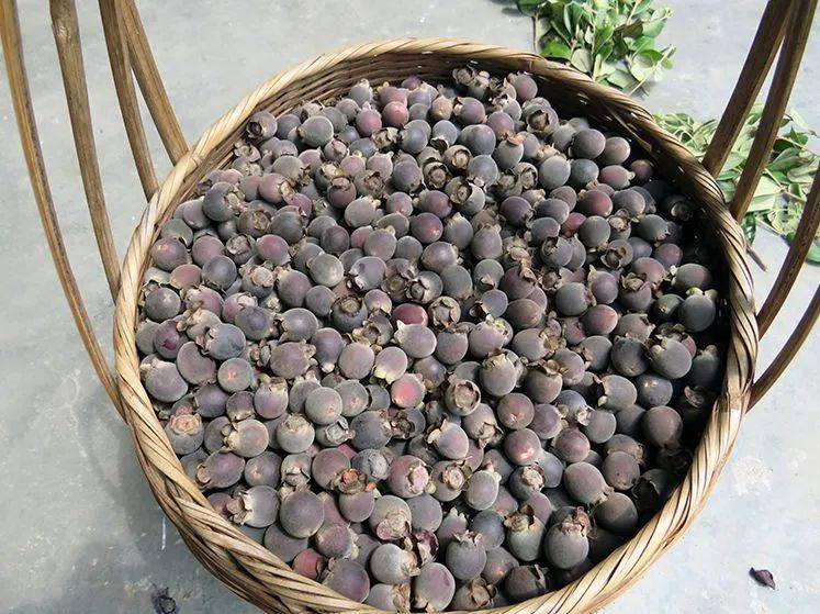 清远这种宝藏野果熟啦据说身价不菲对不起我要回乡下摘果了