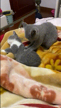 【可爱图片】一只会按摩的小猫咪 手法看上去还不错