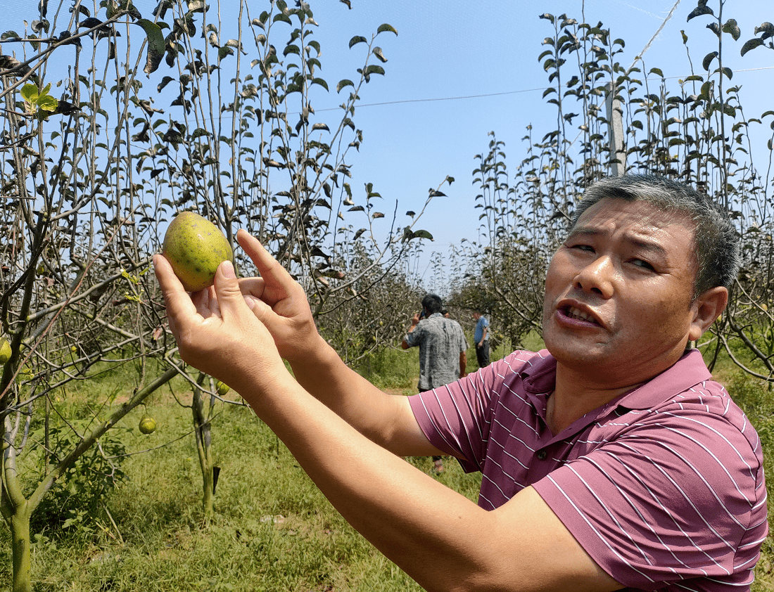 信阳颐乐汇消费扶贫爱心助农水果采摘公益行