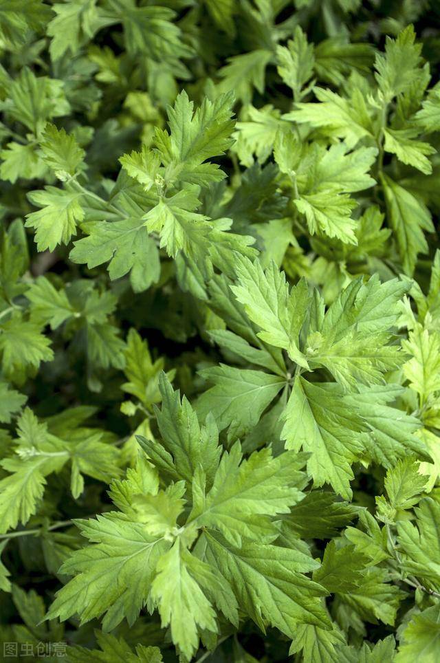 思邈大艾旅游康养基地简介_福地