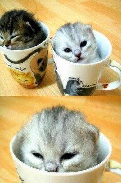 这世界上最萌的猫咪就是体型最小的猫咪