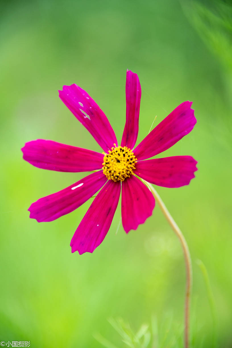 花卉摄影秋英什么样的花可以同时代表纯洁多情永远快乐