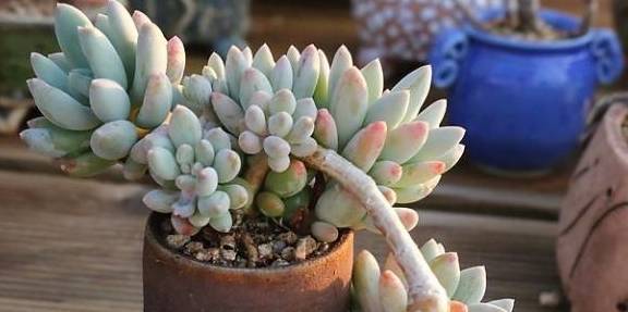 原创8种名带美人的多肉每一款都有女神颜值都是心爱之选呀