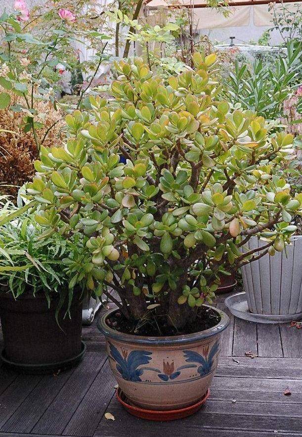 原创玉树这样养叶片肥绿株型洒脱玉树临风开满花变老桩