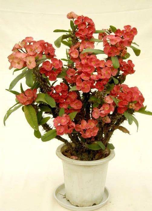 养虎刺梅只要注意一点不黄叶烂叶可以不断生长一直开花不停