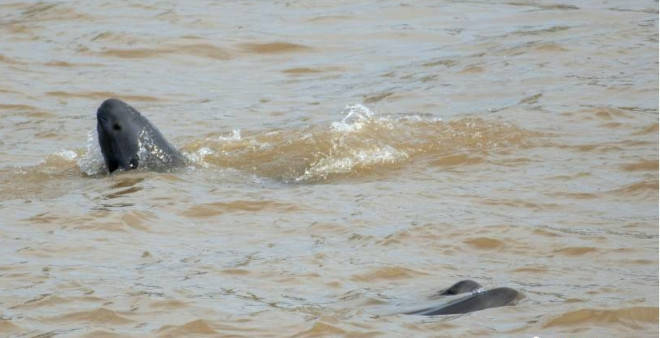 江豚跃水面 潮头逐浪高