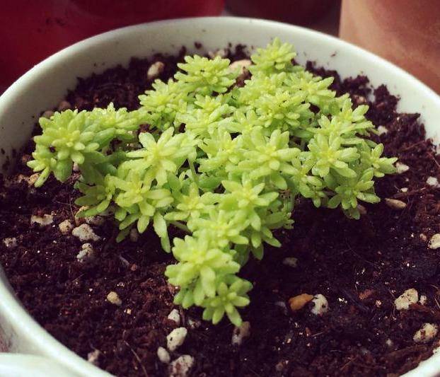 给它充足的光照,为了叶片变得金黄耀眼,如果缺少光照