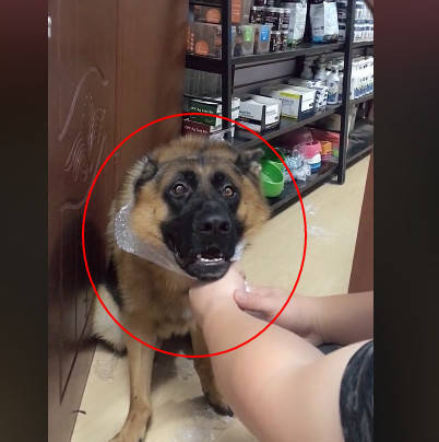 狗被掐脖子的表情包图片