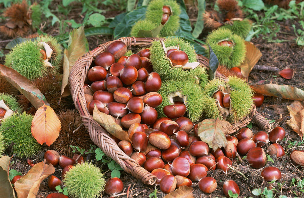 原创买板栗时别只会挑大的教你挑母板栗新鲜又香甜一挑一个准