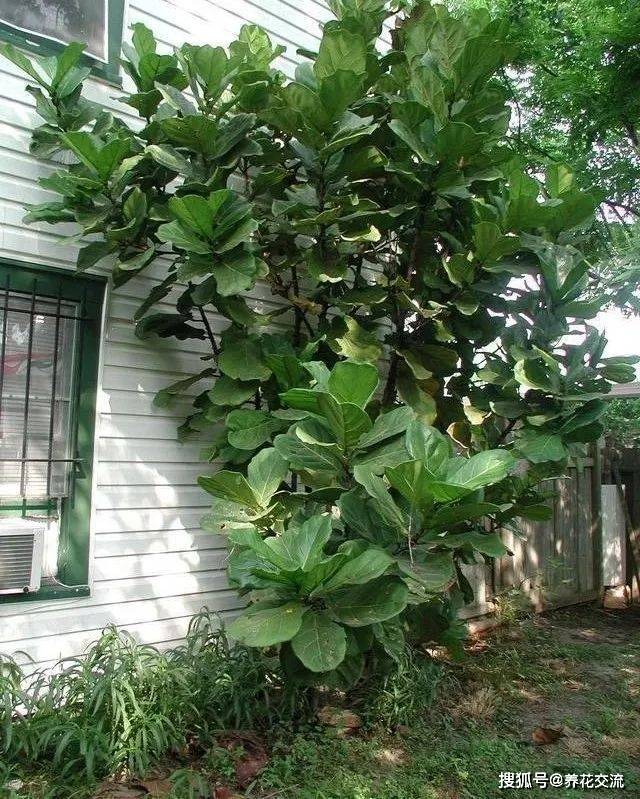 琴叶榕有两大缺点,你还会想买这种大型盆栽观叶植物吗?