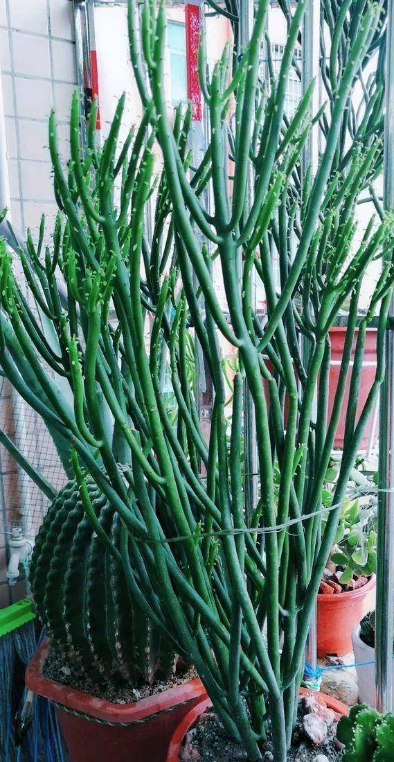 原创多肉光棍树毒性与众不同可远观不可亵玩