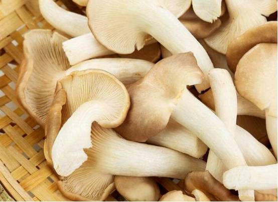 素炒秀珍菇_手机搜狐网