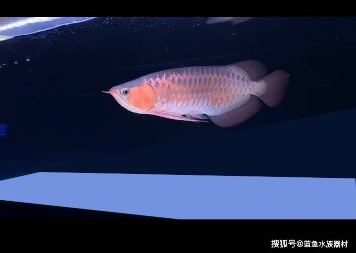 龙鱼马蹄印