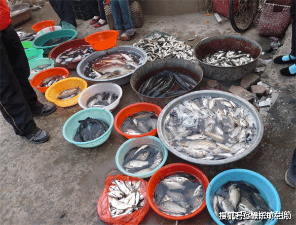 菜市场的死鱼都去了哪里?鱼贩子不小心说出实情,看完你还敢吃吗