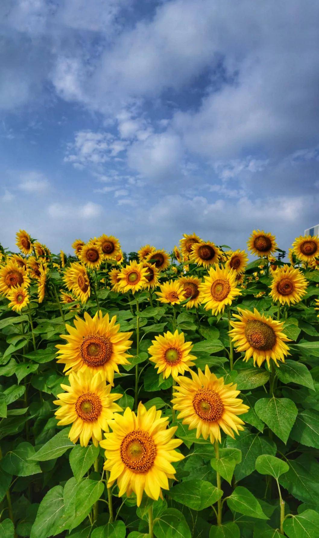 美景霸屏初秋时节秦皇岛向日葵花海惊艳上线