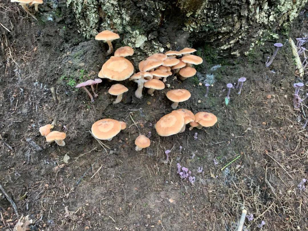又到采蘑菇的季节,承德这些蘑菇你都认识吗?