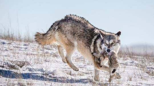俗语狼走千里吃肉想吃上肉需具备这5点狼性