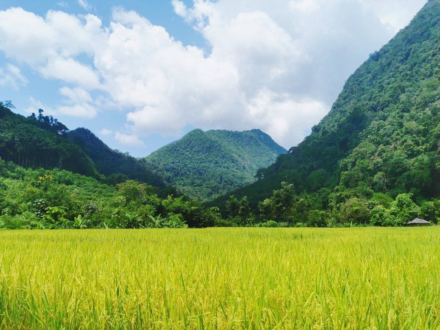 雨林里的最美稻田要丰收了欢迎带孩子来体验秋收的乐趣